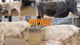 Ду сар гови гусаладор 👍👍