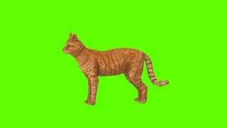Green screen Cat video | Cat idle green screen