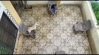 french Bulldog puppy playing musical chair 😂