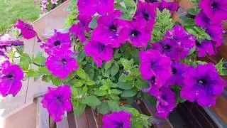 🌺КАК СОХРАНИТЬ ПЕТУНИЮ. ЧЕРЕНКОВАНИЕ ПЕТУНИИ.