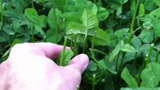 Clover was Eaten by Deer