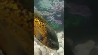 aquarium fish