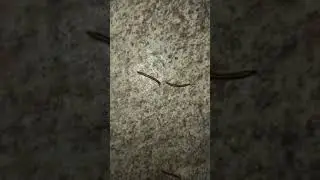НАШЕСТВИЕ ГУСЕНИЦ ИЛИ ЧТО ЭТО ВООБЩЕ 😱