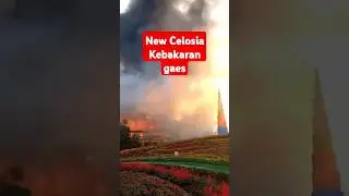 New celosia kebakaran gaes #shorts
