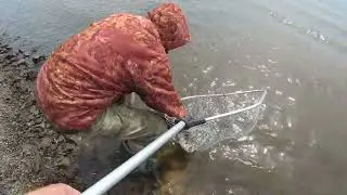 Рыбалка на РЕЗИНКУ!!! СОМ. Толстолоб. Краснопер. Конь.