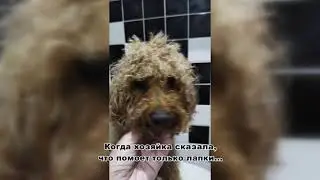 когда хозяйка сказала, что помоет только лапки