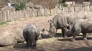 pairi daiza 2021