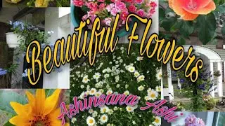 Beautiful flowers ලස්සන මල් වර්ග
