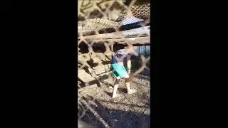 Аттракцион! Поймай курицу за одну минуту!