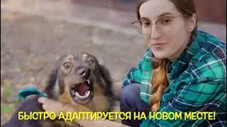Symiko.ru | Собака Лео ищет дом. Отдаем бесплатно. Собаки в дар в добрые руки.