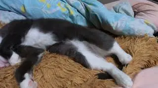 У кота каждый день выходной