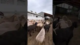 АРАШАНКИ хозяйство РЕЙНА КЕНЧ