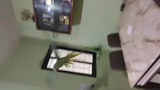 Alexander parrots flying does motion Part 1