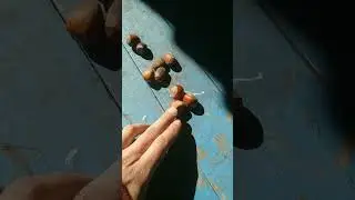 Фундук 