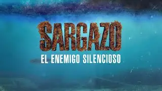 🌊 Sargazo, el enemigo silencioso | Documental de DNews