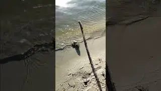 Жаба, ты чё? Документы