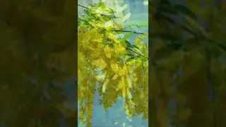 Когда цветёт желтая акация 