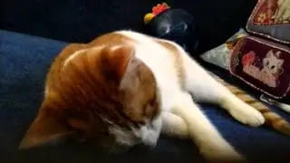 Кот спит как будто умер