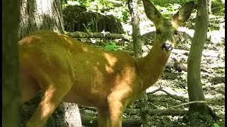 Косуля пьёт воду из последней лесной лужи || Roe deer drinks water from a forest puddle