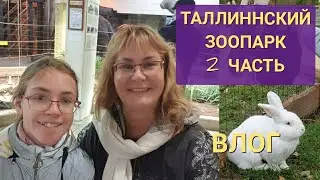 Zoo in Tallinn. Day pumpkin in zoo. Where go off in Tallinn? What View? Review zoo 2 part