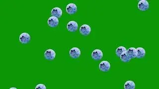 Free Green Screen : Blueberries Falling : Fruits : Transparent Background Video