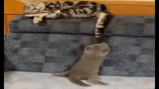 Cute Funny Cats Video 2021 Playing Cats Video For Baby
