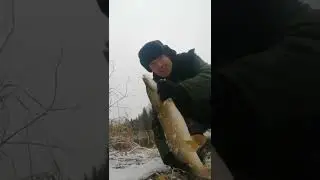большая РЫБИНА