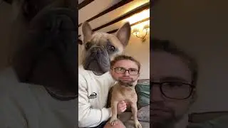 Okay this is terrifying 😂🤣 #dog #frenchies #dogdad
