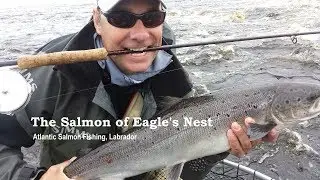 The Salmon of Eagle's Nest