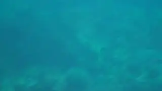 Diving and see beutiful fishes