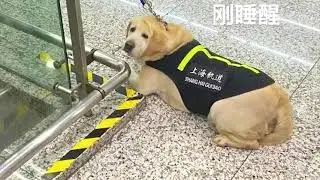 Sleepy service dog in Shanghai