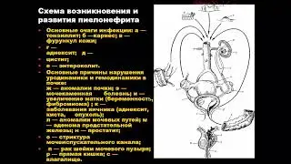 15:00-16:30 ВОСПАЛИТЕЛЬНЫЕ ЗАБОЛЕВАНИЯ МОЧЕПОЛОВЫХ ОРГАНОВ