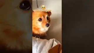 Vita da cani 🐶 EP. 66