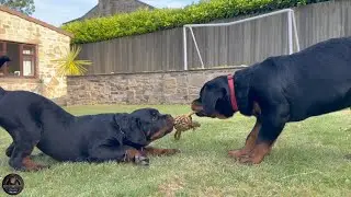 3 Months Old Rottweiler Brothers Play Day