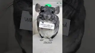 Chinchilla | The Fluffiest Pet For All Ages