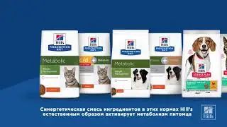 Как помочь питомцу похудеть вместе с Hill's