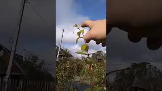 Гигантские приросты жимолости каждый год.  #organic_farming;  #жимолость; #honeysuckle