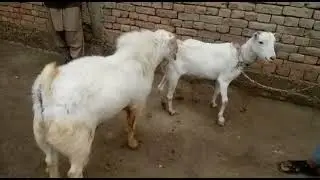 Teddy Smalk Bakri Cross 