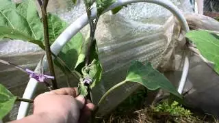 Баклажаны. Продолжаем пасынковать.