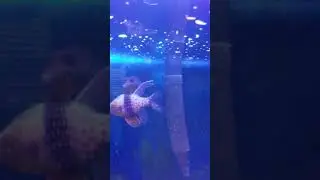 Salt water tank