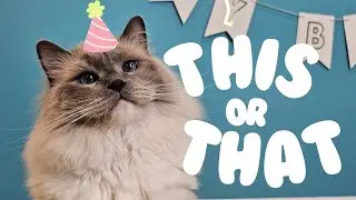 Yoshi Decides His Day! - Birthday Celebration