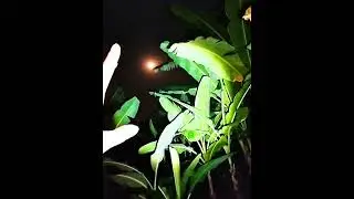 LIVE HOROR PART 3 POHON PISANG ANGKER..! #penampakan #livepenampakan #live #fyp #hantu #viralvideo