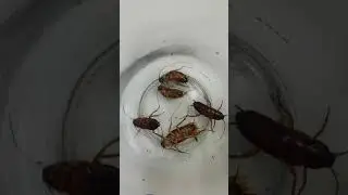 Hamam böcekleri zehirlenince etrafa kaçışmaya başlarlar