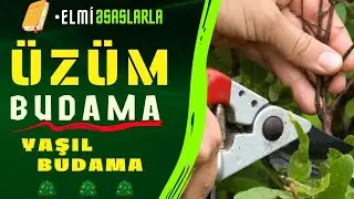 ‼️🍇🪚BUDAMA | Üzümün budaması | Yaşıl budama - Bağlarda yeşil budama -  | 