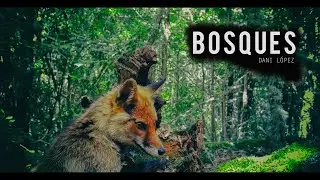 BOSQUES 4k