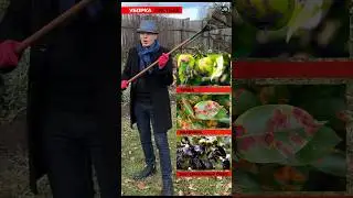Уборка опавших листьев ГАЗОНОКОСИЛКОЙ
