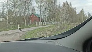 Аист, что ли...
