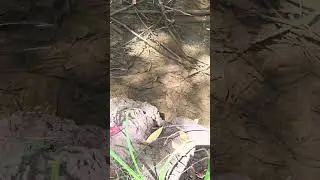 Where you going little crawfish?