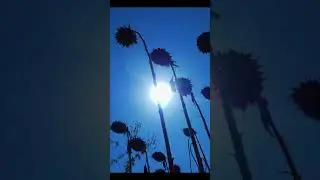 Просто классное видео с уборки семечки от нашего подписчика!