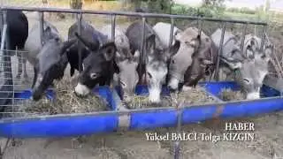 Ödemiş'te üretilen eşek sütü bir çok hastalığa şifa